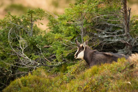 Calm tatra chamois, rupicapra rupicapra tatrica, laying down on a hill in autumn mountains. Wild mammal with long fur and curved horns resting on the ground in nature.の写真素材