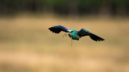 Colorful european roller, coracias garrulus, flying and holding killed lizard in it beak in spring.Vibrant bird in flight with a catch in nature. Bird with open wings from front view with copy space.の写真素材