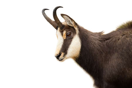 Tatra chamois, rupicapra rupicapra tatrica, looking isolated on white background. Alpine animal with...
