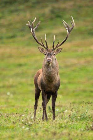 Majestic red deer, cervus elaphus, standing on meadow in autumn nature. Magnificent stag looking to the camera on field. Wild mammal with massive antlers watching on grassland.の写真素材