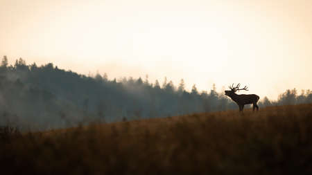 Red deer, cervus elaphus, roaring on hills in autumn nature. Panoramic view of wild stag calling in rutting season on the horizon. Dark silhouette outline of animal in wilderness.の写真素材