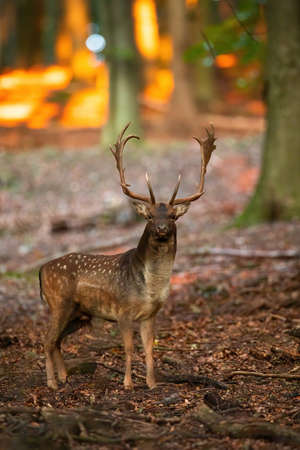 Fallow deer, dama dama, standing in forest in autumn nature at sunset. Wild spotted mammal looking to the camera in woodland. Animal with huge antlers watching on leafs in fall.の写真素材