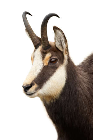 Tatra chamois, rupicapra rupicapra tatrica, head staring isolated on white background. Wild alpine goat looking in nature with transparent backdrop. Herbivorous mammal watching in close-up cut out on blank.の写真素材