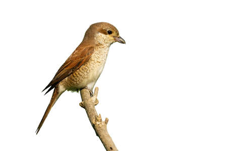 Red-backed shrike, lanius collurio, female sitting on branch isolated on white background. Little brown bird resting on bough cut out on blank. Small feathered animal looking around from twig with copy space.の写真素材