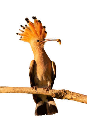 Eurasian hoopoe, upupa epops, holding a larva on branch cut out on blank. Colorful bird sitting on...