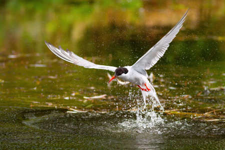 Common tern, sterna hirundo, hunting a fish in water in springtime. White seabird fishing on lake in nature. WIld feathered animal splattering and splashing water with wings on river.の写真素材