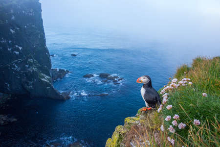 Atlantic puffin, fratercula arctica, standing on cliff in summertime. Colorful seabird observing on mountainside near to sea. Wild aquatic animal looking to the blue ocean.の写真素材