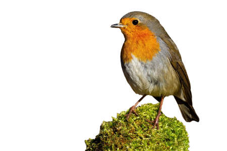 Little european robin, erithacus rubecula, sitting in green moss isolated on white background. Small redbreast resting on branch cut out on blank.の写真素材