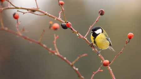 Little great tit, parus major, sitting on rosehip in autumn nature. Colorful bird resting on twig in...
