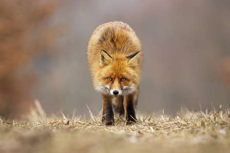Red fox, vulpes vulpes, looking to the camera on meadow in autumn. Alert orange predator standing on...