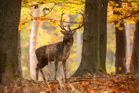 Big fallow deer, dama dama, standing inside forest in autumn nature. Majestic stag looking around his territory in woodland. Wild spotted animal with antlers observing with orange leaves in background.の写真素材