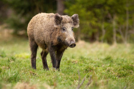 Hairy wild boar, sus scrofa, walking on meadow in autumn nature. Brown big mammal moving on green field in fall. Dirty adult swine going on grassland.の写真素材