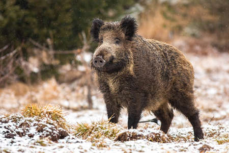 Wild boar, sus scrofa, standing on meadow in snowing nature. Big hairy wild mammal with long snout looking with interest on field in winter. Dirty brown animal observing on white grass.の写真素材