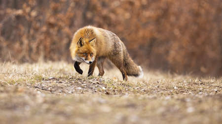 Stealthy red fox, vulpes vulpes, walking on meadow in autumn nature. Wild orange predator staring on...