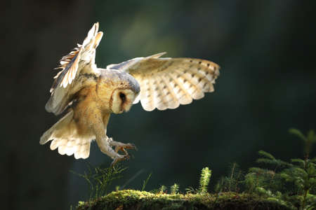 Barn owl landing on moss stone in summer sunlight. White bird in flight in sunny forest. Wild feathered animal with spread wings in summertime woodland.の写真素材