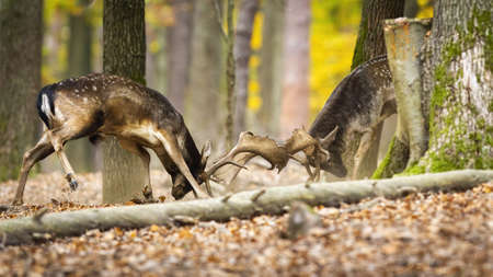 Territorial fallow deer, dama dama, stags fighting in autumn forest. Two majestic male mammals in battle in woodland. Wild spotted animals in conflict during rutting season.の写真素材