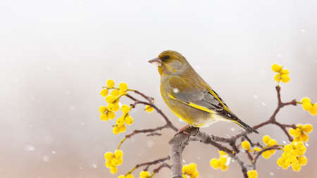 European greenfinch, chloris chloris, sitting on branch with yellow berries in winter. Small yellow bird resting on twig while snowing. Colorful male songbird looking on bough with copy space.の写真素材