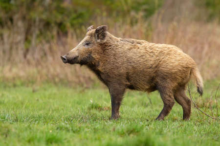 Big wild boar, sus scrofa, standing on meadow in autumn nature. Brown hairy swine looking on green field in fall. Furry animal standing on grassland from side view.の写真素材