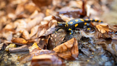 Fire salamander, salamandra salamandra, crawling on foliage in autumn nature. Little dark reptile...