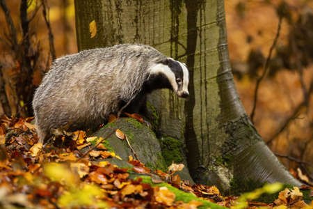 European badger, meles meles, standing on rock in autumn nature. Striped mammal searching in forest in fall. Wild black and white animal watching on leaves.の写真素材