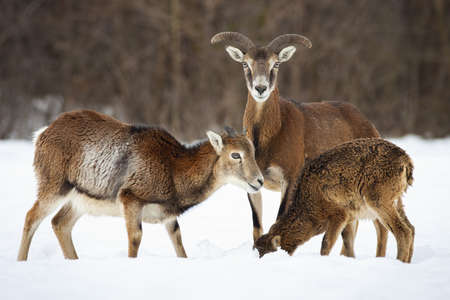 Tree mouflon, ovis orientalis,s feeding on snow in winter nature. Wild mammals herd standing on meadow. Brown horned animals looking on white field.の写真素材