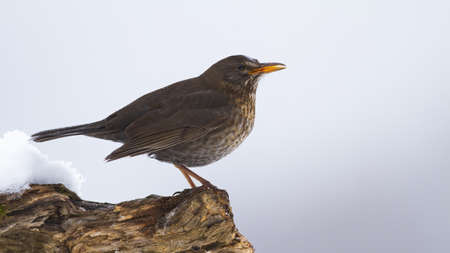 Female common blackbird, turdus merula, sitting on wood in winter. Small dark bird with orange beak observing on tree in snowy nature. Brown songbird looking on white environment.の写真素材