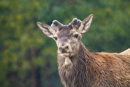 Red deer with new antlers growing in forest in springtime nature. Wild stag looking to the camera in green environment. Close-up portrait of wet mammal in a rain.の写真素材