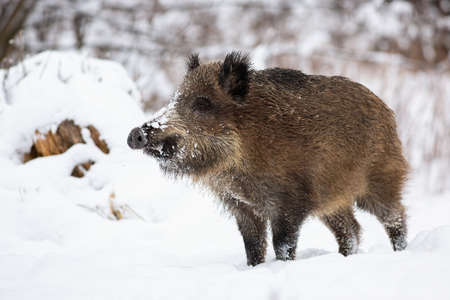 Wild boar, sus scrofa, standing on snow in wintertime nature. Brown mammal looking on snowy meadow. Big animal with hairy fur observing on white field.の写真素材