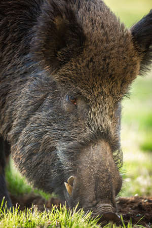 Wild boar, sus scrofa, feeding on meadow in summer nature in detail. Head of massive mammal sniffing and digging in mud on a glade from close-up.の写真素材