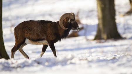 Mouflon, ovis orientalis, ram walking in forest during wintertime nature. Wild sheep with curved...