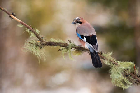Eurasian jay, garrulus glandarius, sitting on branch in autumn nature. Colorful little bird observing on twig with long green moss in fall.の写真素材