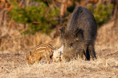 Wild boar, sus scrofa, family feeding on meadow in spring nature. Mother of two piglets eating on field in sunny springtime. Female mammals with offsprings sniffing on dry grassland.の写真素材