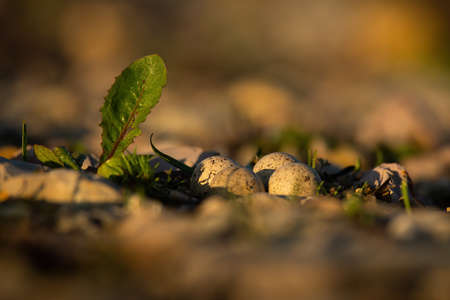Nest of little ringed plover, charadrius dubius, on the ground with four spotted eggs lying between rocks in spring nature at sunset. Concept of bird camouflage in breeding season.の写真素材