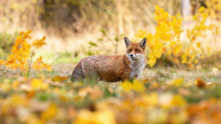 Red fox, vulpes vulpes, observing in colorful autumn nature from side. Orange predator observing in...