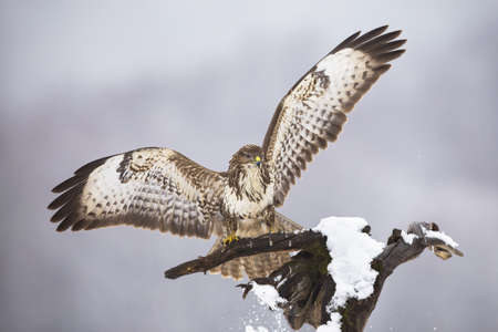 Majestic common buzzard, buteo buteo, landing on tree in winter. Magnificent bird of prey taking off...