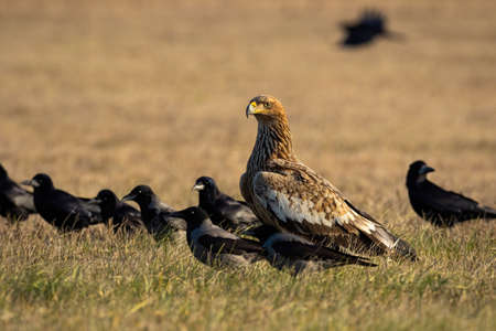 Eastern imperial eagle, aquila heliaca, with flock of crows sitting on the ground around. Feathered...