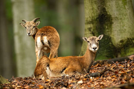Two mouflons, ovis orientalis, observing by a beech tree inside the forest in autumn nature. Mother ewe lying on foliage with youngster behind in woodland. Family of wild mammals resting in fall wilderness.の写真素材