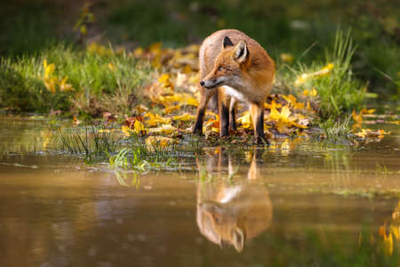 Red fox, vulpes vulpes, standing near water in colorful autumn nature. Wild predator observing on...