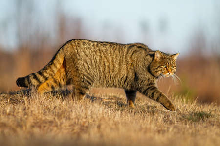 European wildcat, felis silvestris, hunting on dry field in autumn nature. Brown stripped mammal walking on meadow in sunlight. Predator marching on grass in fall.の写真素材
