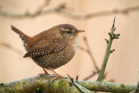 Adorable eurasian wren, troglodytes troglodyte, resting on the tree in spring. Tiny european songbird on branch. Little animal looking innocent while sitting with erect tail. Concentrated bird on tree.の写真素材