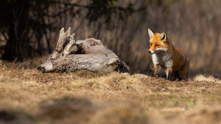 Adult red fox, fox, vulpes vulpes, coming to the carcass on the meadow. Hungry fox observing the dead roe deer on dry field in early springtime. Carnivore hunter walking in the forest clearing.の写真素材