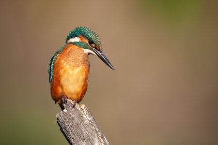 Common kingfisher, alcedo atthis, sitting on stump in summer nature. Colorful animal with long beak and orange body resting on wood with copyspace. Bird with turquoise head looking from branch with space for text.の写真素材