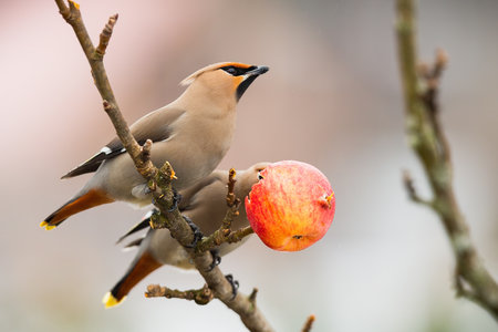 Two bohemian waxwings, bombycilla garrulus, resting on tree in winter nature. Color songbirds eating apple on branch. Brown feathered animals sitting on twig.の写真素材