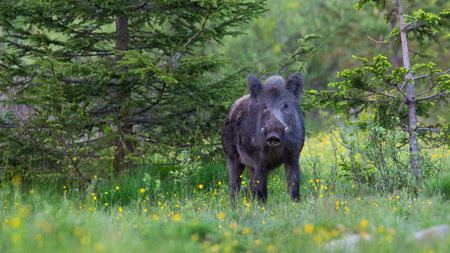 Wild boar, sus scrofa, standing in forest in summertime nature. Brown hog looking to the camera in woldflowers in springtime. Dirty swine watching on grassland.の写真素材