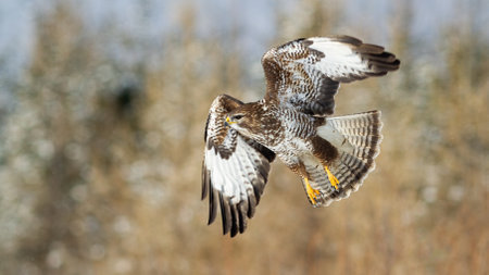 Majestic common buzzard, buteo buteo, flying in the air in snowy habitat. Dominant bird chasing its prey in the forest. Beautiful brown animal with spread wings hunting on the snowy meadow.の写真素材