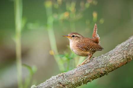 Eurasian wren, troglodytes troglodyte, resting on wood in summertime nature. Little bird observing on tree in summer. Feathered brown animal sitting on branch.の写真素材