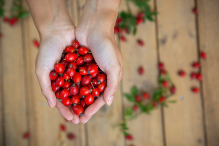 A handful of fresh rosehips in front of wooden desk from above. Female hands holding ripe red berries with leaves on brown palette in background. Palm with vitamin rich fruits in autumn.の写真素材