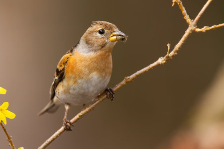Interested brambling, fringilla montifringilla, female sitting on diagonal twig in garden during springtime. Songbird holding on branch and facing camera from front view.の写真素材