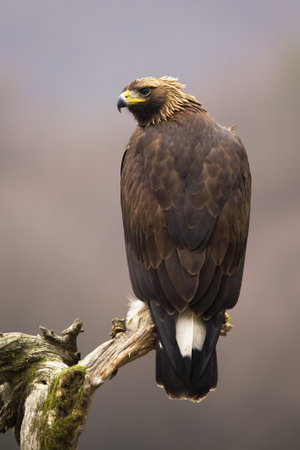 Impressive golden eagle, aquila chrysaetos, sitting on a branch in vertical composition from rear view. Brown bird of prey with sharp beak turning around over shoulder.の写真素材