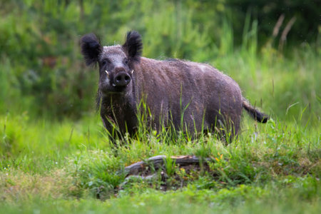 Wild boar, sus scrofa, looking to the camera on grass in summer. Brown hog standing on green pasture in spring. Hairy swine watching on growing meadow.の写真素材